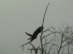 SX17147 Bird of prey flying off.jpg